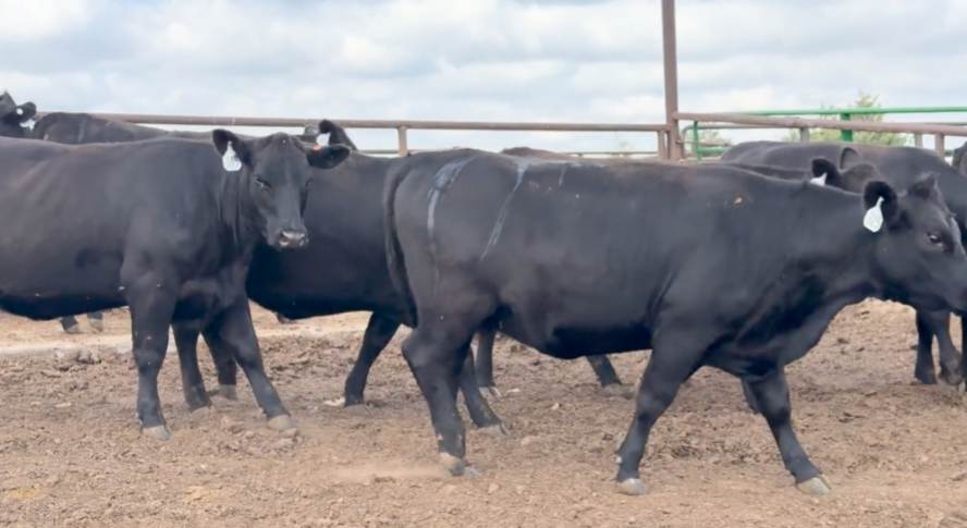 53 Head of Black angus and Black Baldy BH903B5
